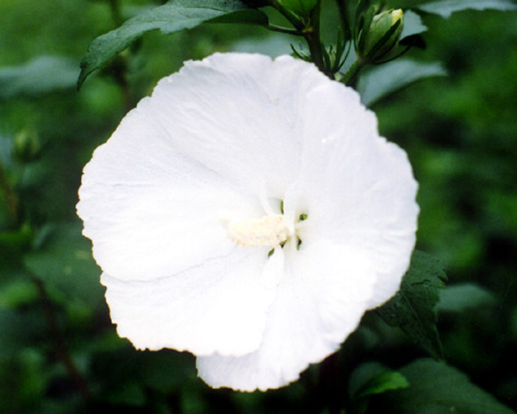 �ѱ��� ��� ����ȭ ��